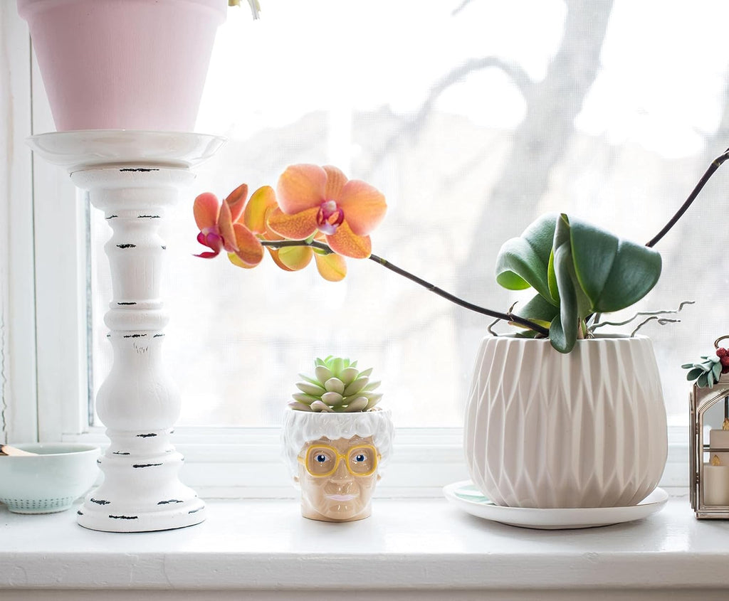 The Golden Girls Sophia Face Mini Ceramic Planter with Faux Succulent | 3 Inches